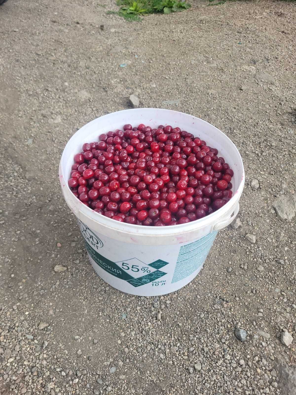 Вишня домашняя сочная