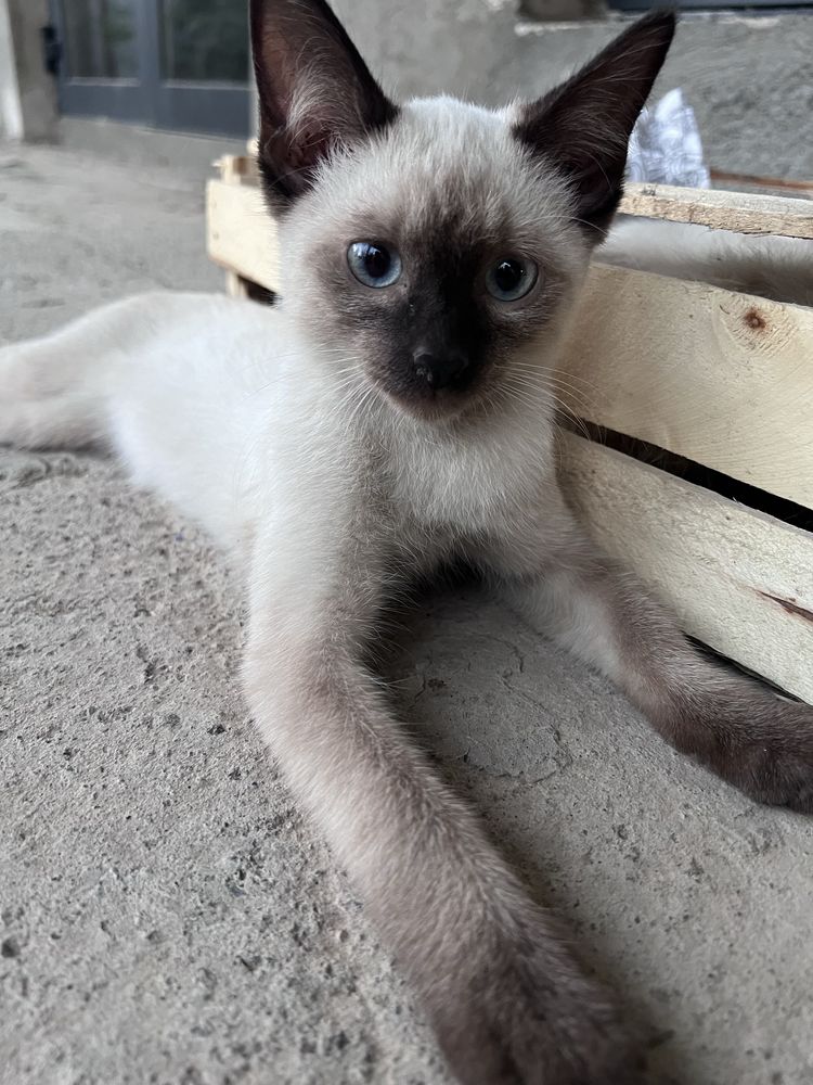 Котята сиамские шымкент
