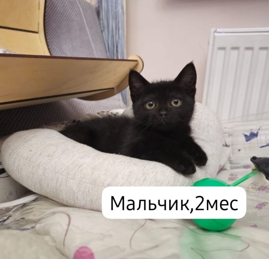 Котята бесплатно