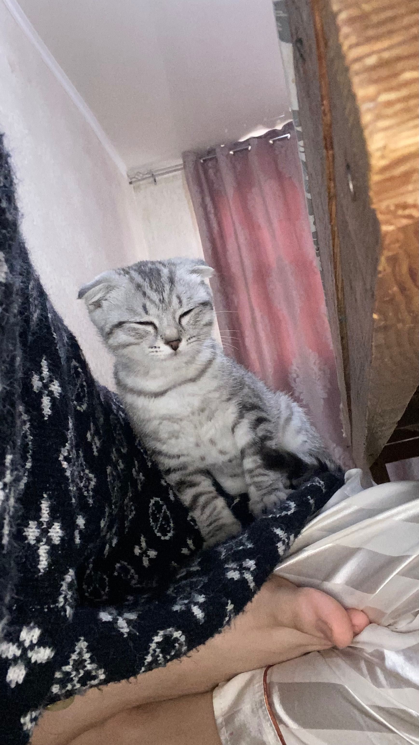 Шотландская вислоухая