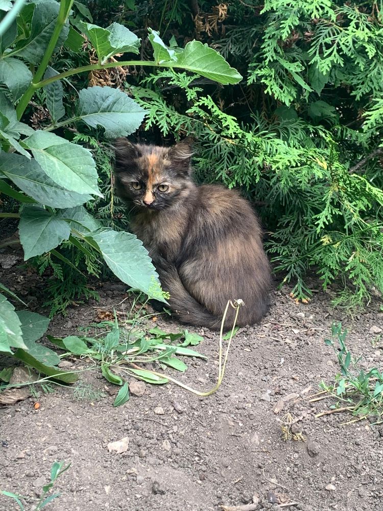Котята мальчик и девочка отдам