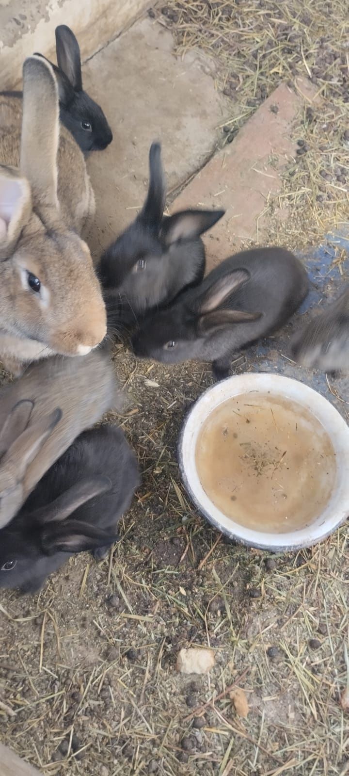 Срочно продам кроликов