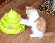 Котенок в добрые ручки