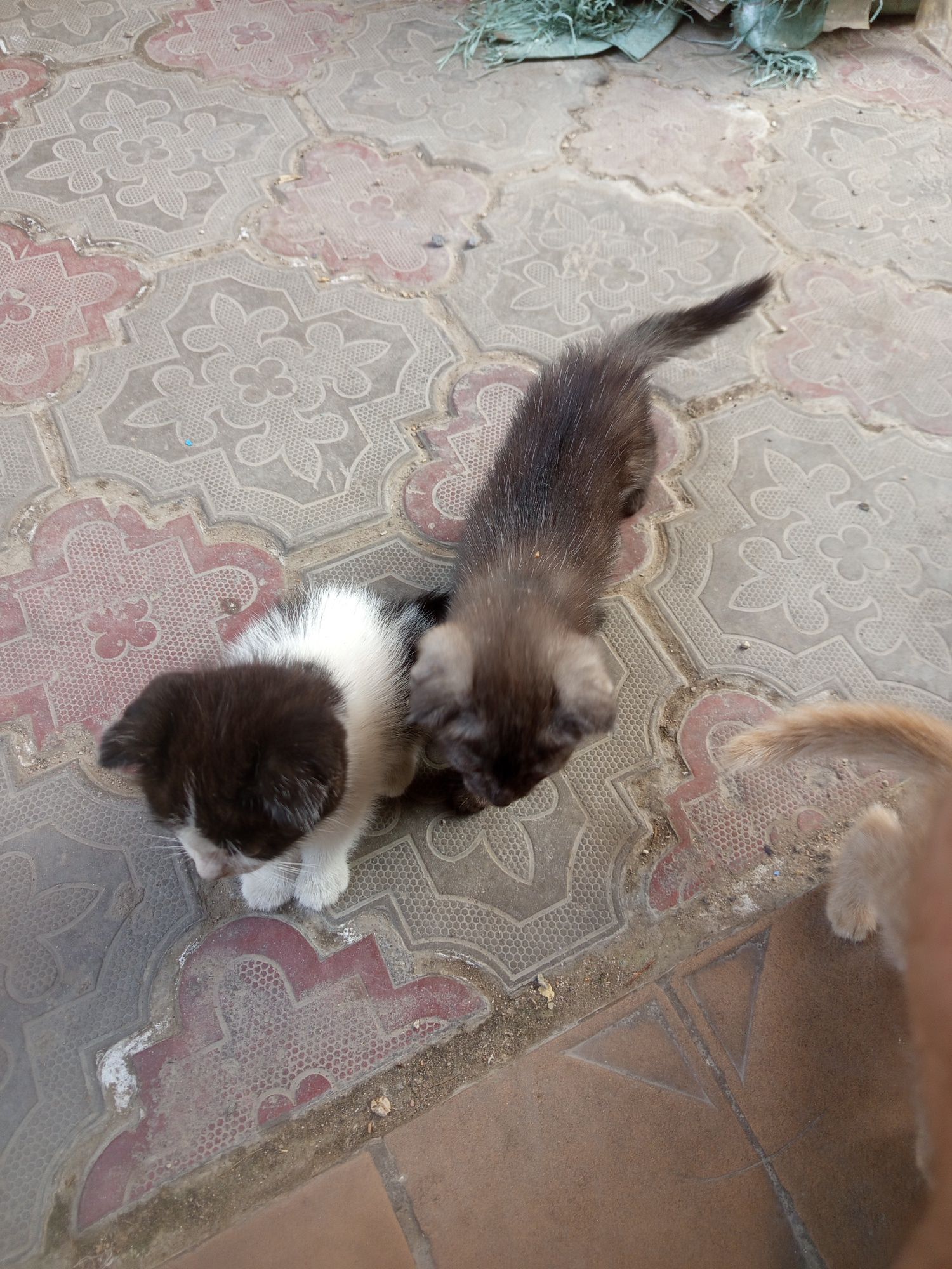 Отдам котят в хорошие руки