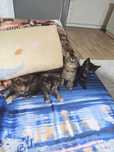 Котята 1,5 месяца КЫЗЫЛОРДА
