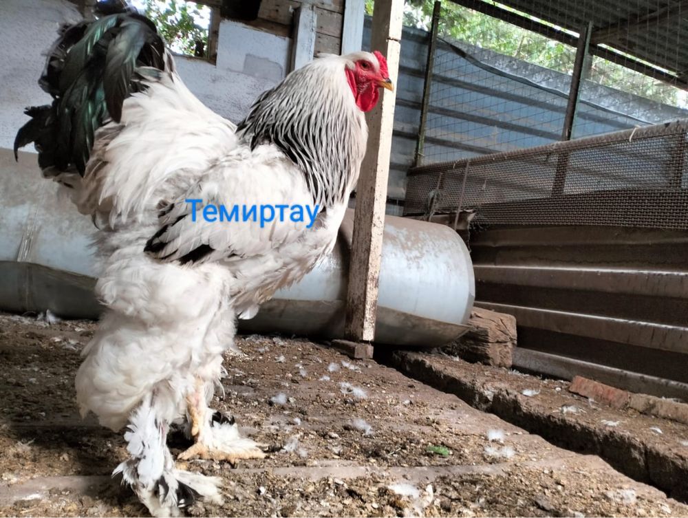 Петух на продажу. Брама Светлая Колумбийская.