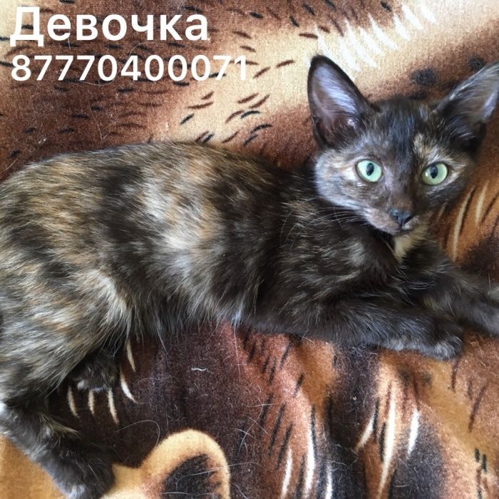 Девчуля ищет дом