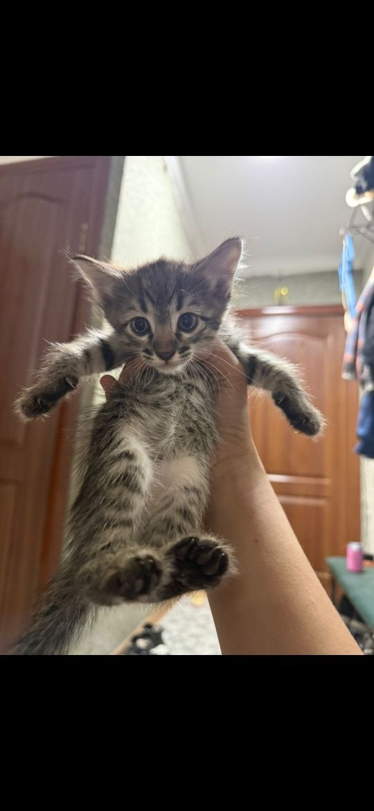 Срочно отдам в добрые руки котят