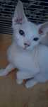 Котик и кошечка Канадский Сфинкс