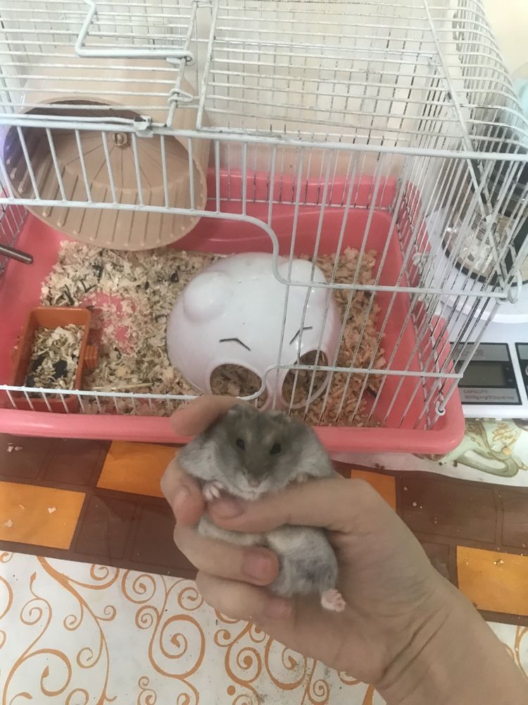 Клетки для хомяка