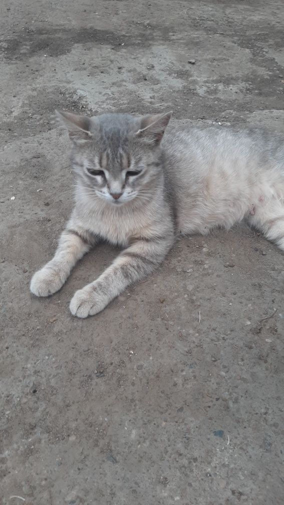 Отдам в добрые руки