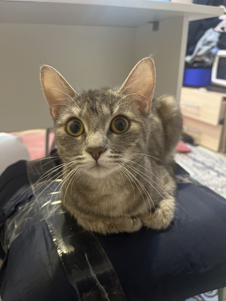 Кошка, 9 месяцев, в добрые руки