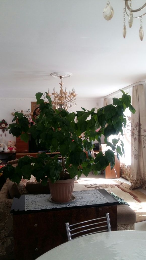 Продам комнатные цветы