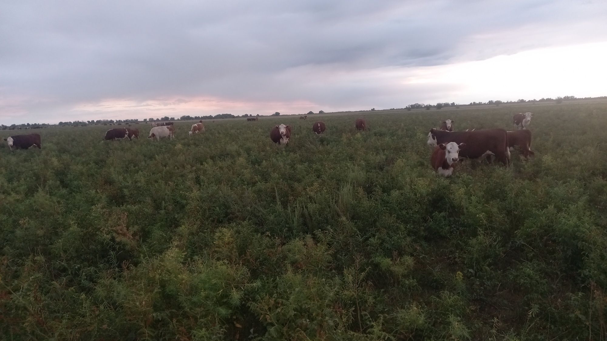 Продам хозяйство