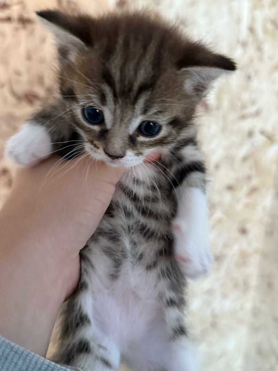 Отдам котят в добрые руки