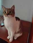 Кошка девочка в добрые руки