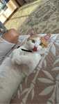 Отдадим кота в добрые руки