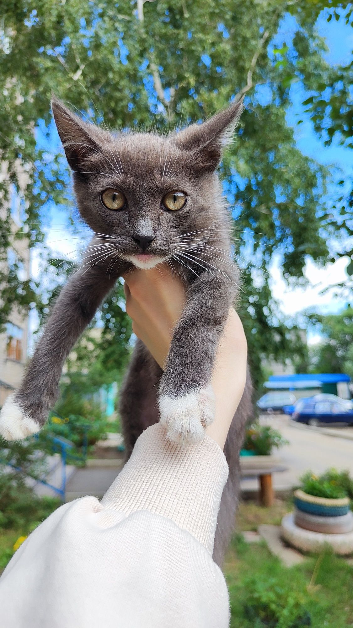 Отдам котят  в добрые руки