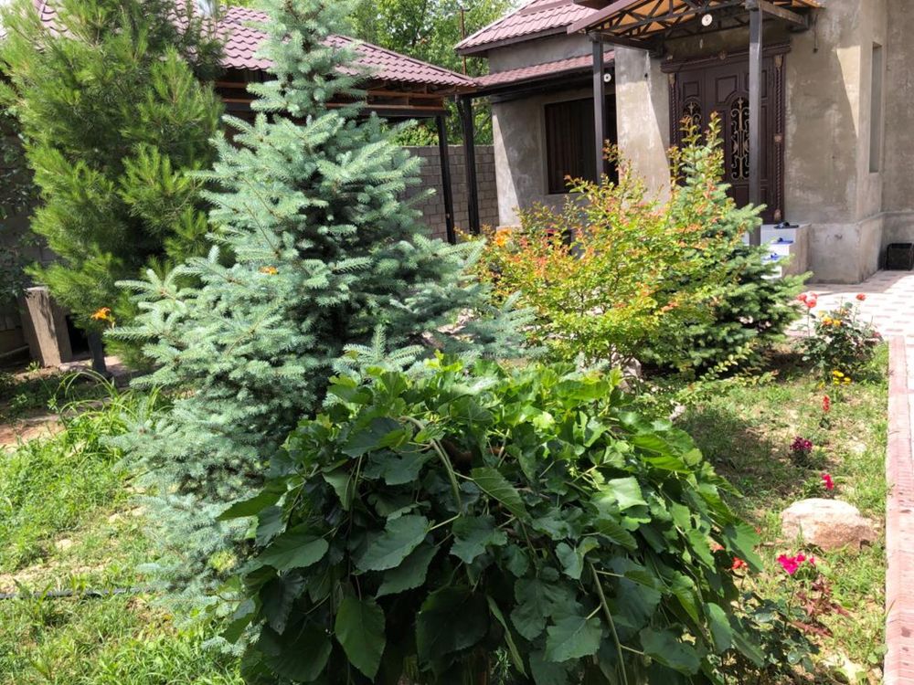Аренда Дача Кайнар Булак по суточно