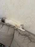 Котенок отдам в хорошие руки