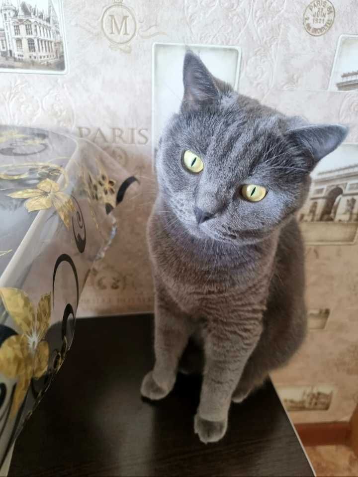 Отдам кота британца в хорошие руки
