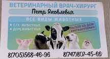 Предлогаю услуги ветеринарного врача-хирурга