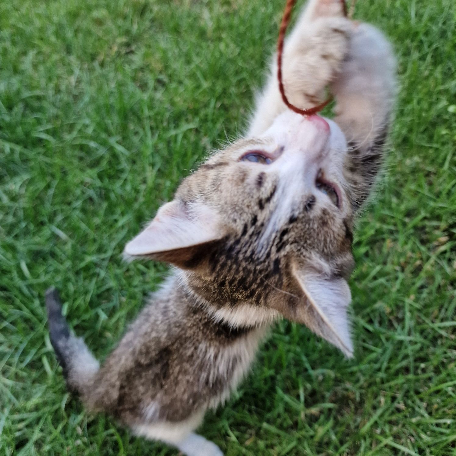 Дарю котят в добрые руки