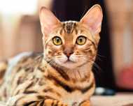 Бенгальский  котенок