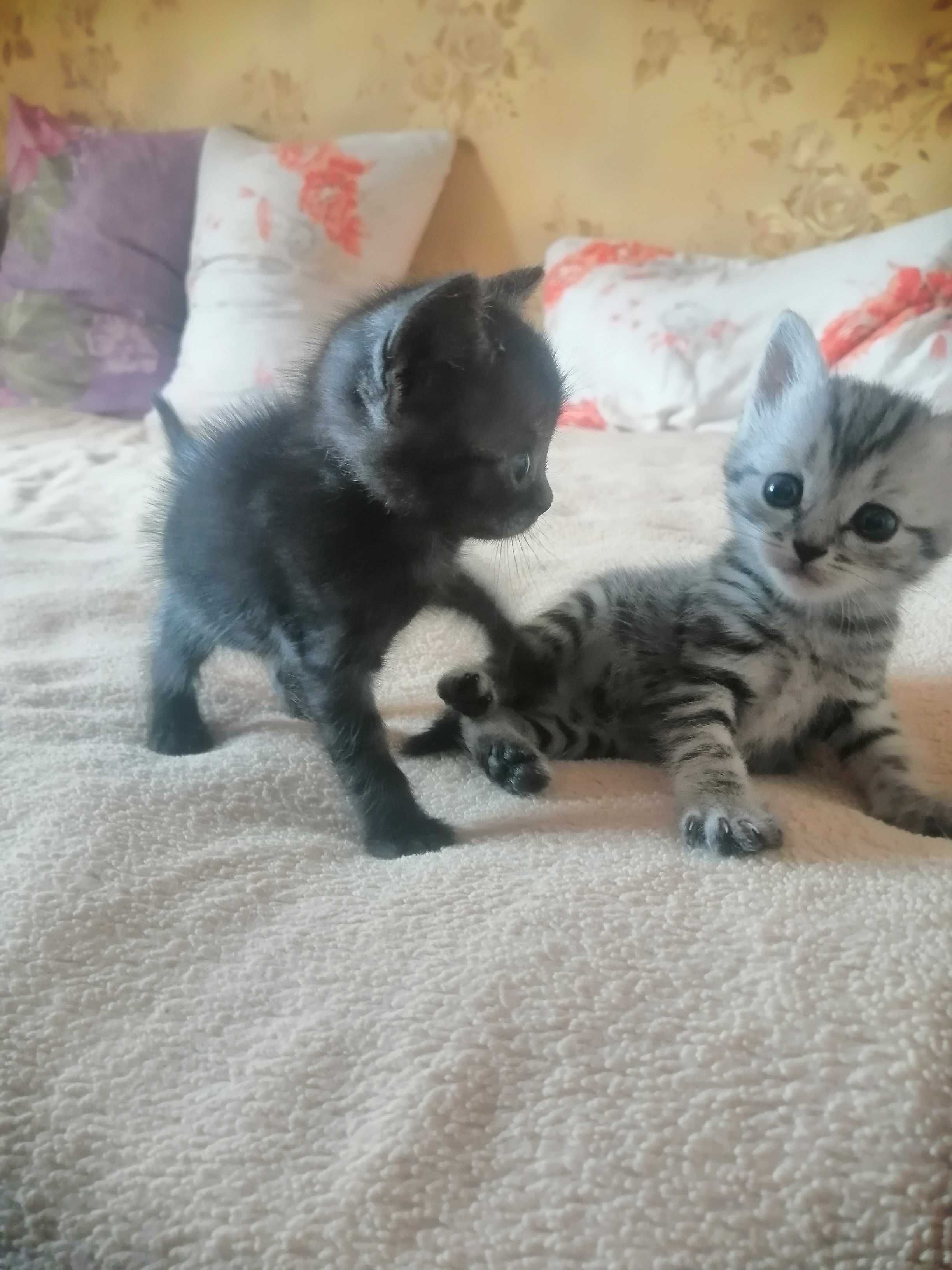 Отдам котят  в добрые руки