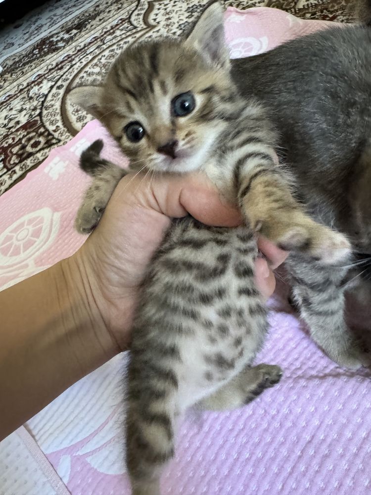 Отдам даром котят