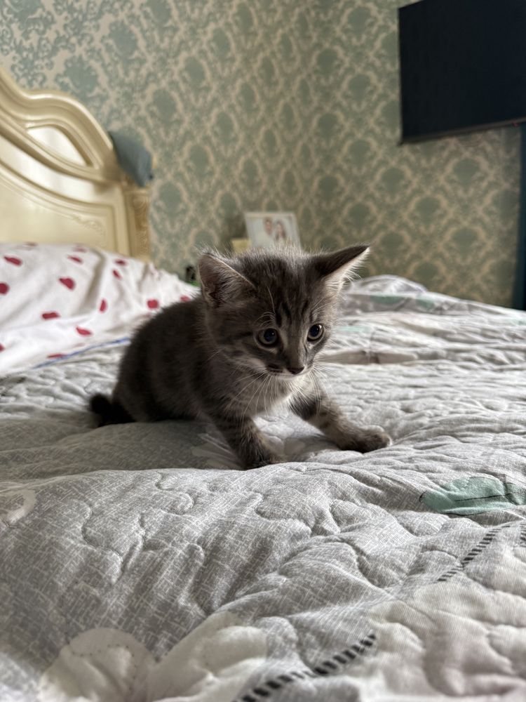 Домашные котяты отдам в хорошие руки