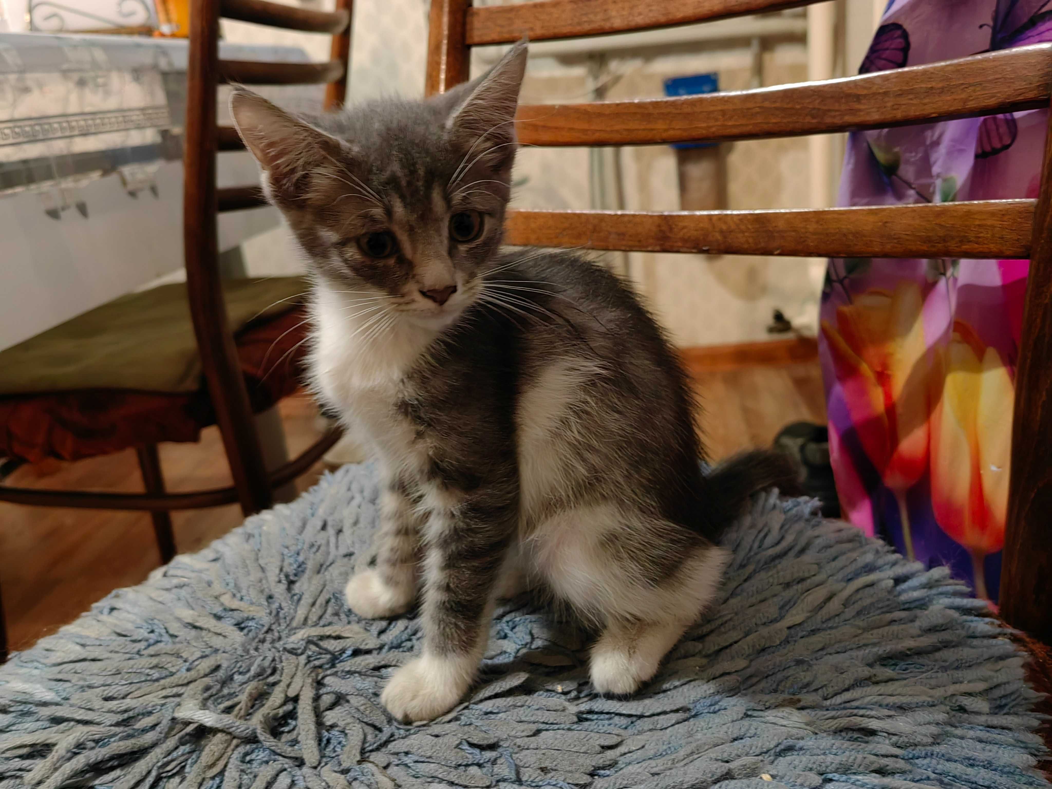 Котята 2 месяца, ищут хороший дом ! Алматы