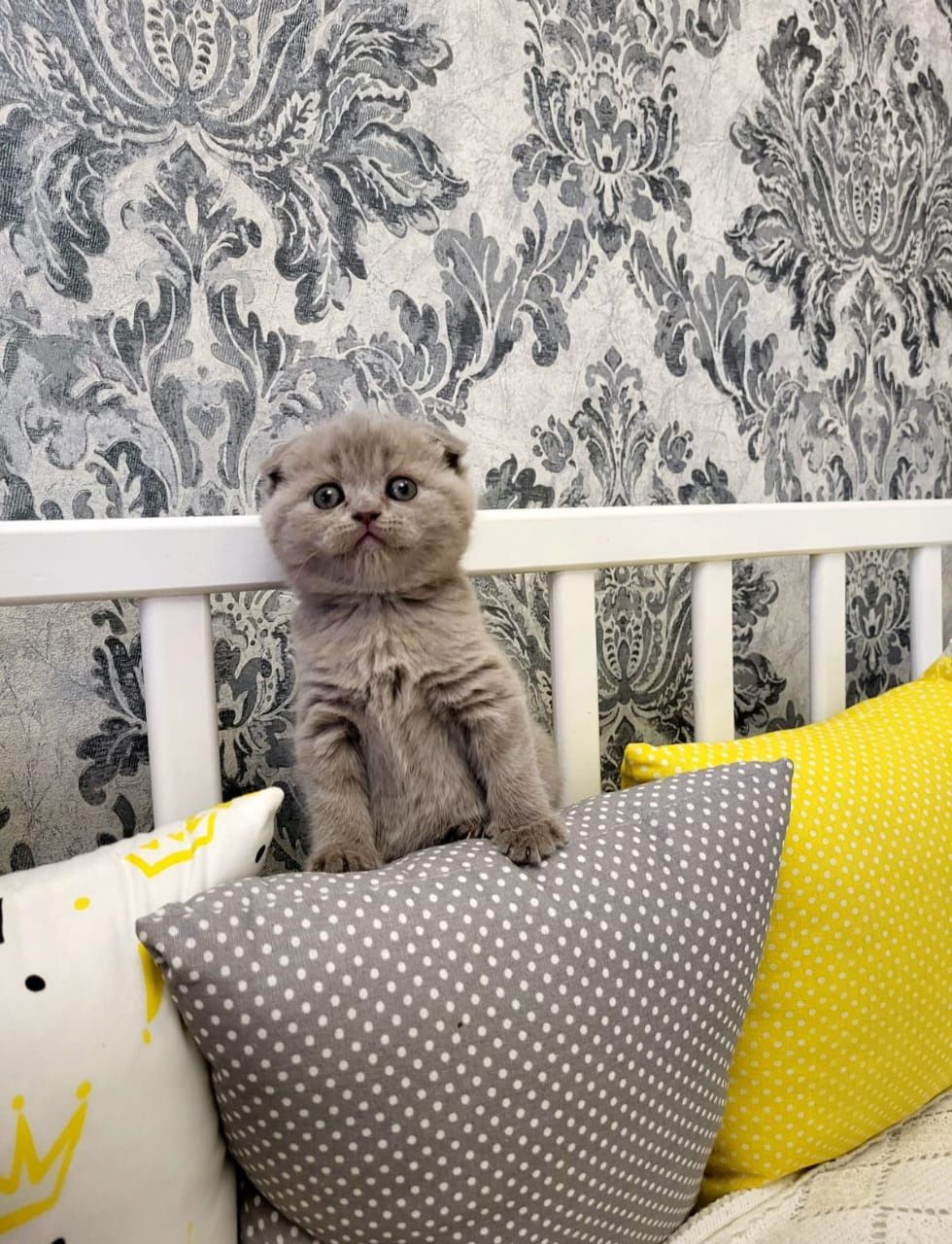 Скоттиш Фолд и Страйт.