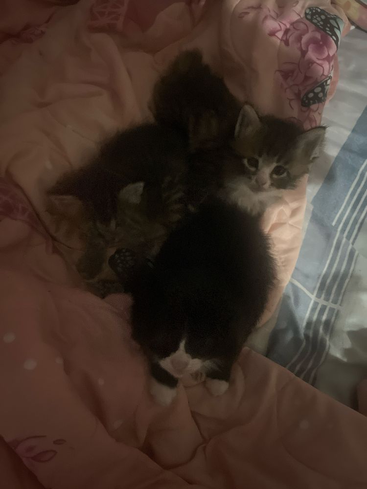 Котята отдам. Еще и кошку