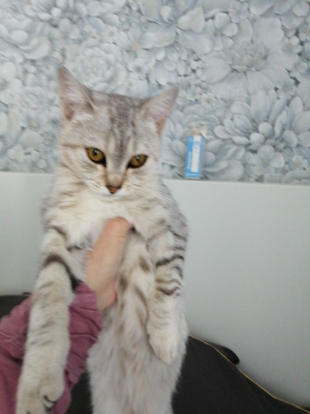 Отдам в добрые руки котёнка девочку