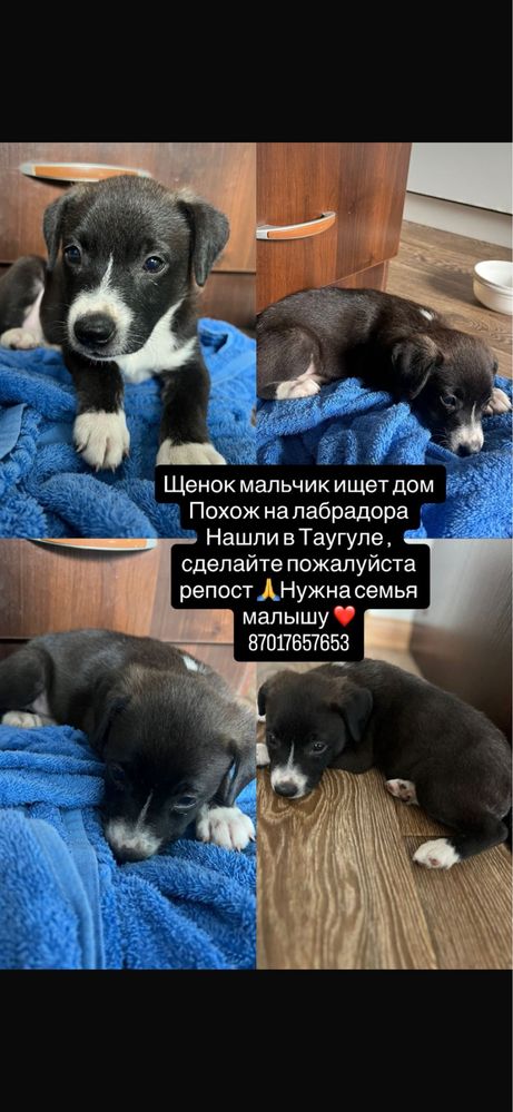 Отдается щенок мальчик в добрые руки