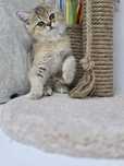 Котик и кошечка британские