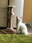 Котенок Марсель, ищет семью.