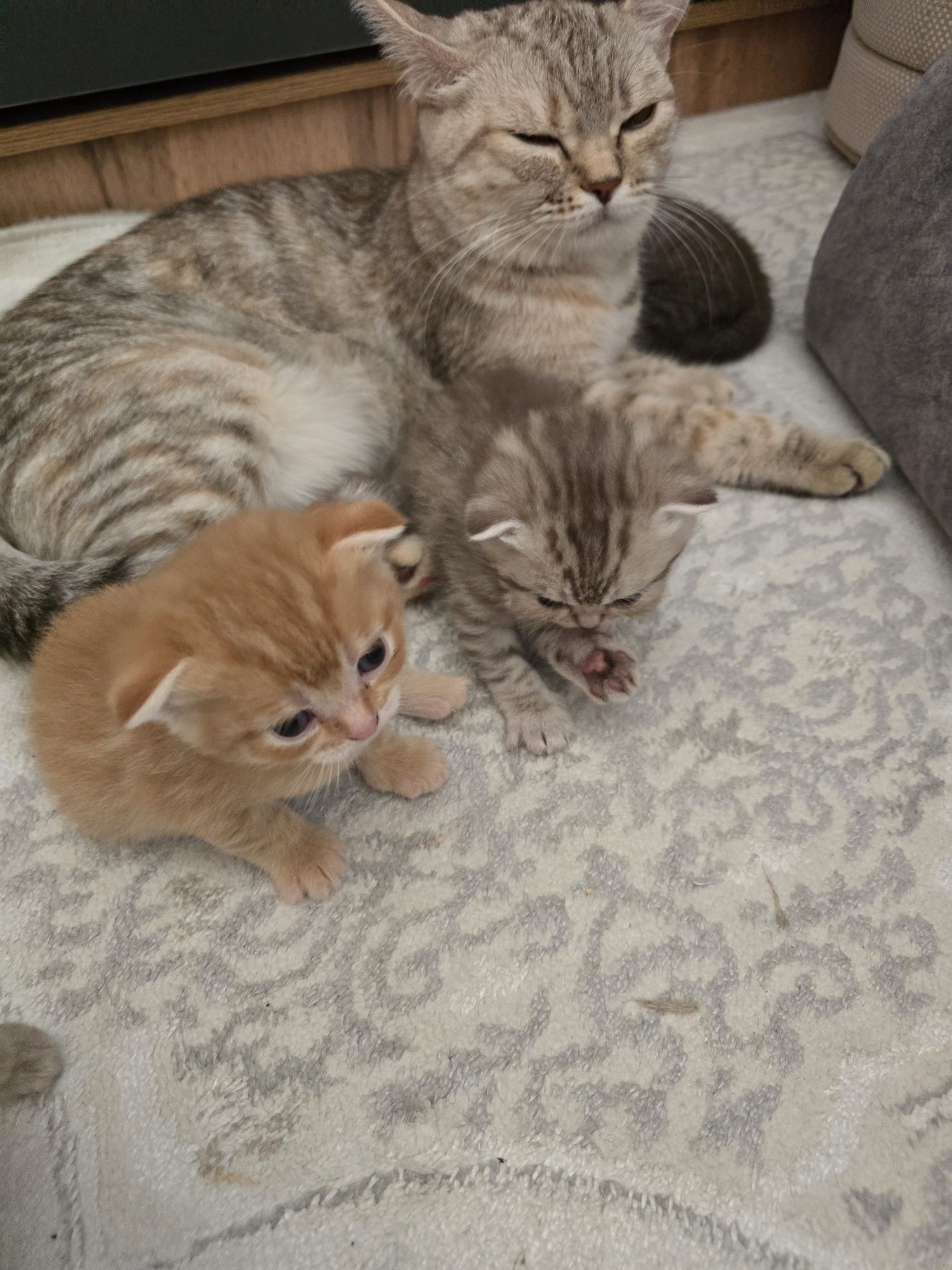 Продам котят породистых  вислрухих