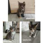 Отдам бесплатно котят!