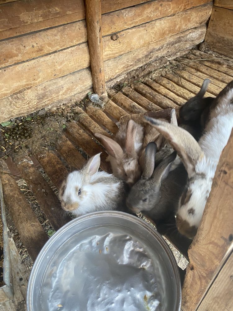 Продам крольчат