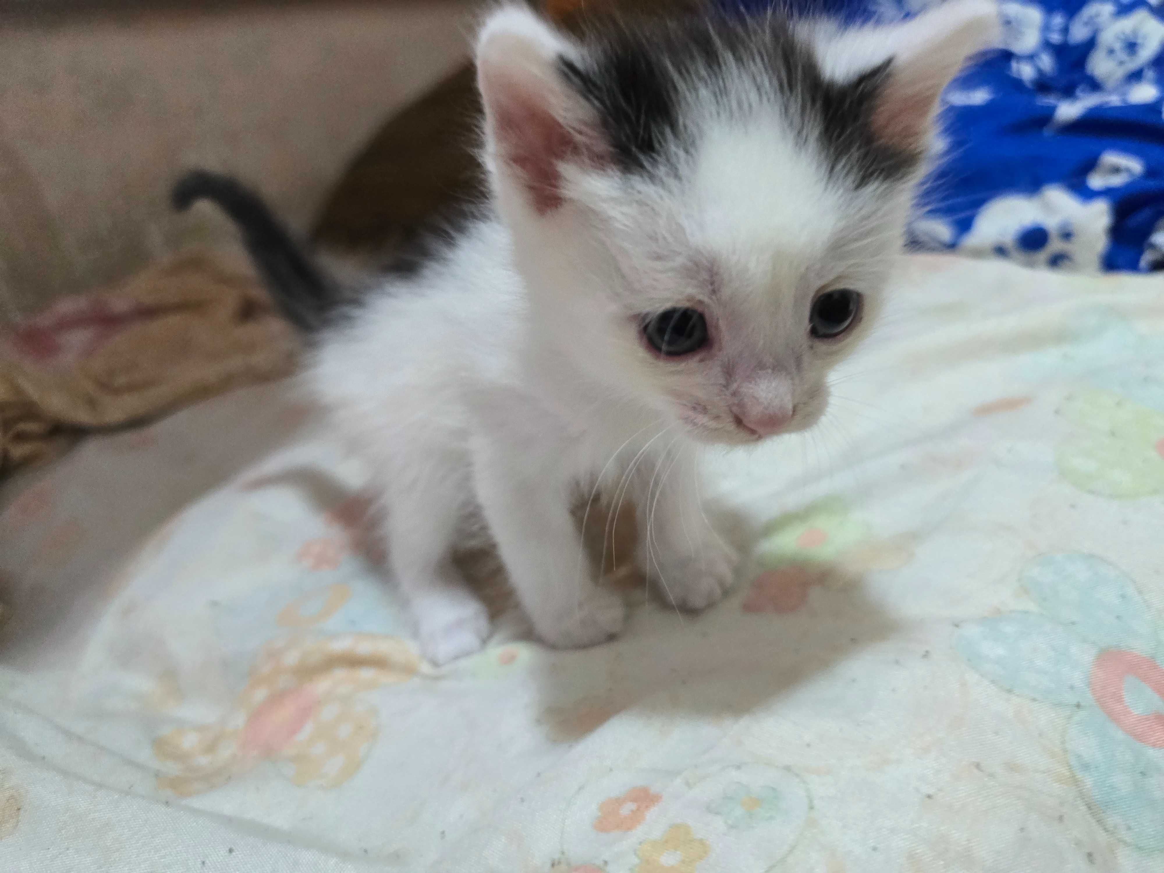 Котята ищут дом!