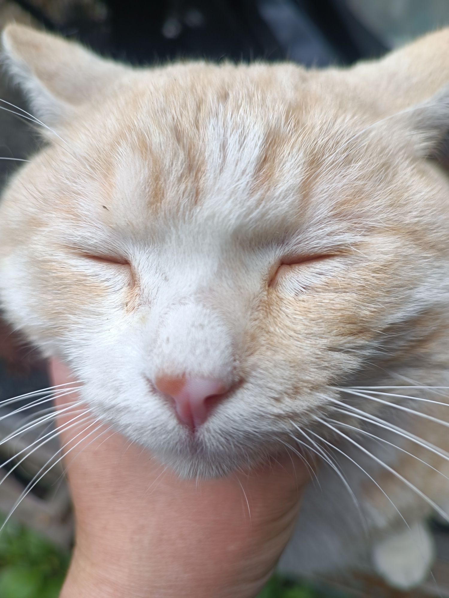Отдам ласкового рыжего котика