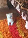 Котята шотландские мальчики