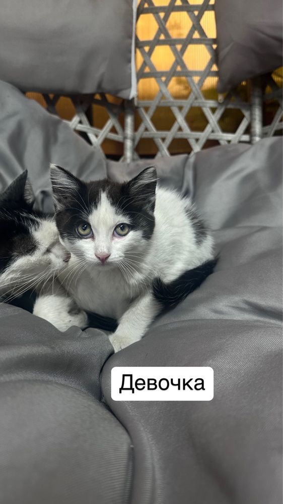Отдам котят. Мальчик и девочки