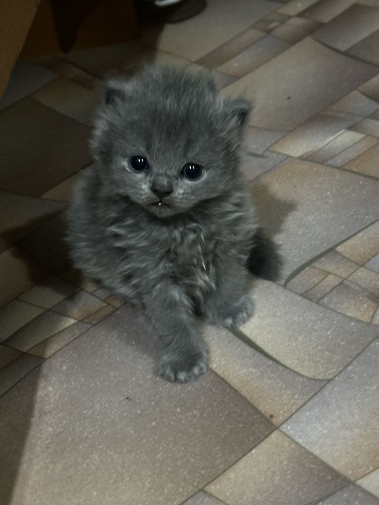 Продам котят британцы
