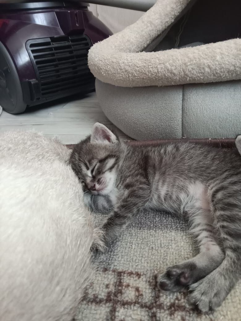 Отдам котят в добрые руки