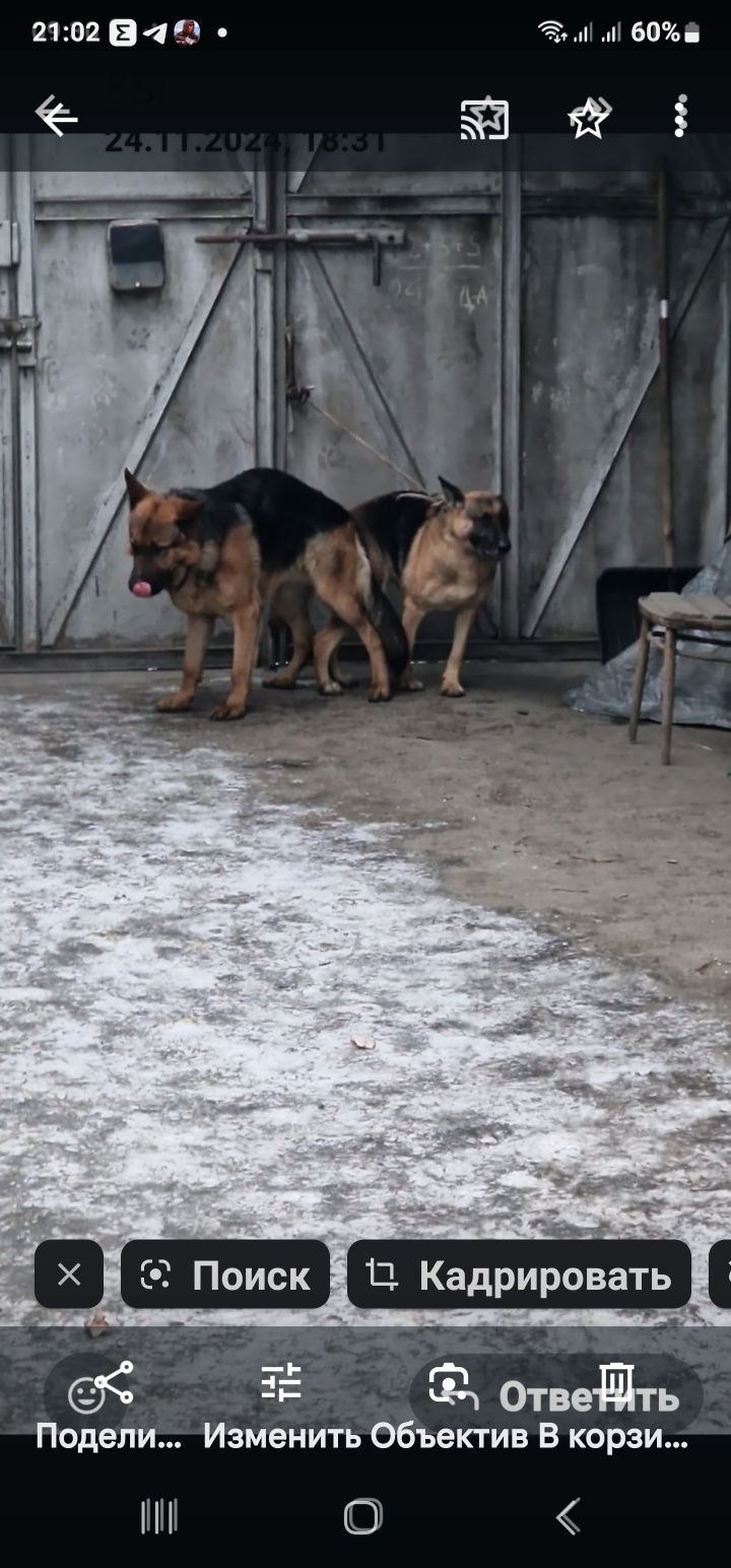 Кобель для вязки