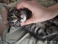 Котенок мальчик 1,5 месяца