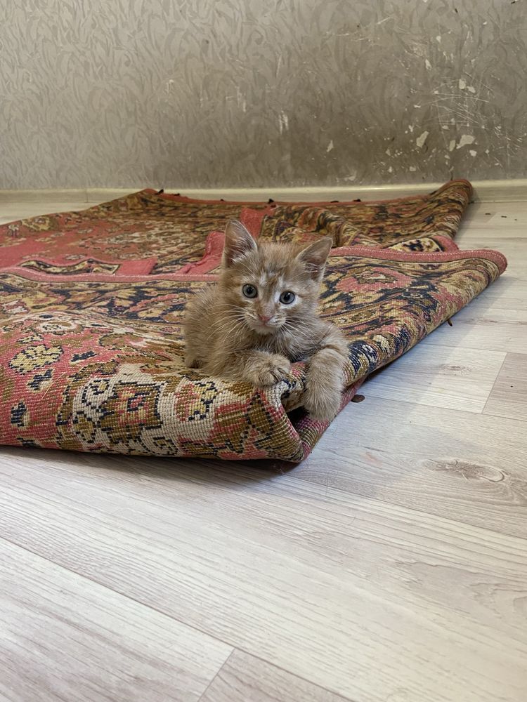 Отдам котёнка в добрые руки